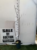 ONE RED FILBERT CORYLUS SMALL TREE WITH NOTABLE BURGUNDY SPRING FOLIAGE AND STRIKING RED CATKINS. IN