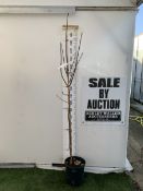 ONE ACER PLATANOIDES 'CRIMSON KING' PURPLE MAPLE IN A 12 LTR POT. APPROX 2.2M TALL, THIS ACER HAS