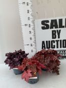 THREE MIXED COLOUR HEUCHERA - ONE 'FROSTY NIGHT', ONE 'FOREVER RED' AND ONE 'CHATEAU ROUGE' .IN 2