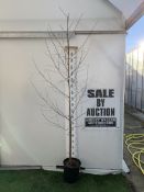 ONE BETULA ALBA PENDULA SILVER BIRCH IN A 12 LTR POT. APPROX 2.4M TALL, THIS BIRCH HAS WHITE PEELING