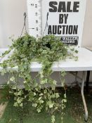 TWO IVY HANGING BASKETS - WITH LARGE WHITE HEDERA HELIX. BASKETS ARE APPROX 50CM TALL. BOTH IVY