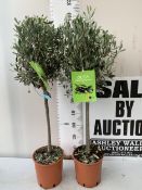 TWO OLIVE OLEA STANDARD TREES IN 3.5 LT POTS. APPROX 110CM TALL, TO BE SOLD FOR THE TWO. NO VAT