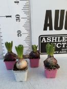 FOUR MIXED COLOUR HYACINTH BULBS. TO BE SOLD FOR THE FOUR