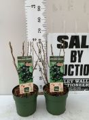 TWO PATIO BLACKCURRANT PLANTS 'LITTLE BLACK SUGAR' IN 5 LTR POTS. APPROX 60CM TALL, TO BE SOLD FOR