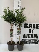 TWO STANDARD HOLLY TREES ILEX AQUIFOLIUM 'ALASKA' WITH BERRIES. IN 3 LTR POTS. OVER A METRE TALL, TO