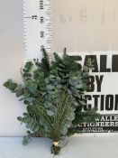 ONE MIXED CHRISTMAS FOLIAGE SWAG TO INCLUDE EUCALYPTUS, SPRUCE ETC. APPROX 70CM IN HEIGHT