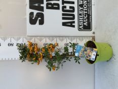 ONE PYRACANTHA FIRETHORN 'SOLEIL D' OR' , EVERGREEN COVERED WITH BRIGHT YELLOW BERRIES. HAS CLUSTERS