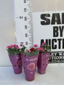 THREE POTTED MIXED COLOUR MINIATURE ROSES IN PRESENTATION SLEEVES IN P8CM POTS. APPROX 30CM IN