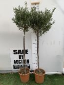 TWO LARGE ITALIAN OLIVES IN A 7.5 LTR POT. APPROX 180-190CM TALL. TO BE SOLD FOR THE TWO. NO VAT