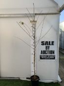ONE BIRCH BETULA UTILIS 'MOONBEAM' IN A 12 LTR POT. THIS BIRCH IS APPROX 2.5 METRES TALL. SMALLER