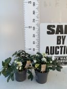 TWO PREMIUM WHITE HELLEBORES NIGER 'CHRISTMAS CAROL' IN 2 LTR POTS. APPROX 30CM TALL, IN FLOWER.