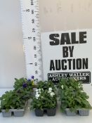 THIRTY-SIX MIXED COLOUR PANSIES ON SIX TRAYS. TO BE SOLD FOR THE THIRTY -SIX