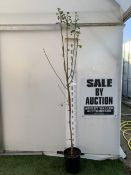 ONE CRATAEGUS MEDIA HAWTHORN 'PUNICEA FLORE PLENO' IN A 12 LTR POT. OVER 2.4 METRES TALL, THIS