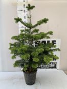 ONE POTTED CHRISTMAS TREE APPROX 130CM TALL IN A 6.5 LTR POT