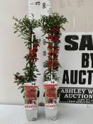 TWO PYRACANTHA COCCINEA 'RED STAR' THORNLESS SCARLET FIREHORN. INTENSE RED BERRIES THROUGHOUT