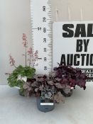 THREE MIXED COLOUR HEUCHERA - ONE 'FROSTY NIGHT', ONE 'SILVER GUMDROP' AND ONE 'MINT MARQUESS' .IN 2