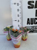 THREE MIXED COLOUR KALANCHOE CALANDIVA POTTED PLANTS IN FLOWER IN PRESENTATION SLEEVES. APPROX 20-