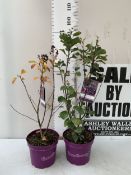 TWO AMELANCHIER ALNIFOLIA 'GREATBERRY GARDEN' OR JUNEBERRY. HAS ABUNDANT EDIBLE BERRIES AND GREAT