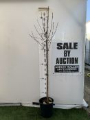 ONE AMELANCHIER LAEVIS 'SNOWFLAKES' JUNEBERRY IN A 12 LTR POT. A STUNNING TREE WITH YEAR ROUND