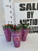 THREE POTTED MIXED COLOUR MINIATURE ROSES IN PRESENTATION SLEEVES IN P8CM POTS. APPROX 30CM IN