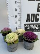 FOUR POTTED MULTCOLOURED ORNAMENTAL CABBAGE BRASSICAS IN 10CM POTS. TO BE SOLD FOR THE FOUR