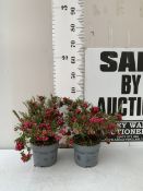 TWO DARK PINK PERNETTYA GAULTHERIA MUCRONATA IN 2 LTR POTS. FULL OF BERRIES, APPROX 30CM TALL. TO BE