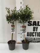 TWO STANDARD HOLLY TREES ILEX AQUIFOLIUM 'ALASKA' WITH BERRIES. IN 3 LTR POTS. APPROX A METRE