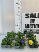 THIRTY-SIX MIXED COLOUR PANSIES ON SIX TRAYS. TO BE SOLD FOR THE THIRTY -SIX