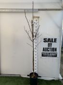 ONE ROBINIA PSEUDOACACIA 'FRISIA' OR FALSE ACACIA IN A 12 LTR POT. STUNNING YELLOW FOLIAGE FROM