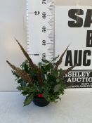ONE CHRISTMAS TABLE ARRANGEMENT TO INCLUDE HOLLY, BERRIES AND PHEASANT FEATHERS. APPROX 35CM TALL