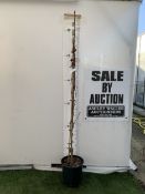 ONE PRUNUS FLOWERING FLAGPOLE CHERRY 'AMANOGAWA' IN A 12 LTR POT. APPROX 2 METRES IN HEIGHT, THIS