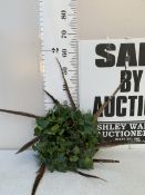 ONE CHRISTMAS NATURAL WREATH TO INCLUDE IVY, FIR, SPRUCE, BERRIES AND PHEASANT FEATHERS. APPROX 35CM