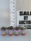 FOUR MIXED COLOUR KALANCHOE CALANDIVA POTTED PLANTS IN FLOWER IN PRESENTATION SLEEVES. APPROX 20-