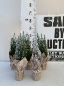 FIVE CHRISTMAS MINIATURE CONIFERS CAMAECYPARIS WITH 'SNOW' IN GIFT WRAPPED POTS. APPROX 40-50CM