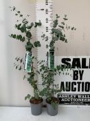 TWO TALL EUCALYPTUS 'GUNNI' IN 2.5 LTR POTS. 120CM TALL, TO BE SOLD FOR THE PAIR