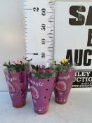 THREE POTTED MIXED COLOUR MINIATURE ROSES IN PRESENTATION SLEEVES IN P8CM POTS. APPROX 30CM IN