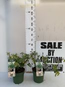 TWO PATIO FIG TREES 'LITTLE MISS FIGGY' IN 5 LTR POTS. APPROX 50CM TALL, TO BE SOLD FOR THE PAIR. NO