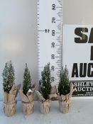 FOUR CHRISTMAS MINIATURE CONIFERS CAMAECYPARIS WITH 'SNOW' IN GIFT WRAPPED POTS. APPROX 40-50CM