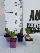 FOUR MIXED COLOUR HYACINTH BULBS. TO BE SOLD FOR THE FOUR