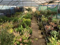 WELCOME TO ASHLEY WALLER HORTICULTURE AUCTION ONLINE - LOTS ARE BEING ADDED DAILY