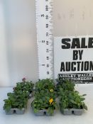 THIRTY-SIX MIXED COLOUR PANSIES ON SIX TRAYS. TO BE SOLD FOR THE THIRTY -SIX