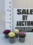 FOUR POTTED MULTCOLOURED ORNAMENTAL CABBAGE BRASSICAS IN 10CM POTS. TO BE SOLD FOR THE FOUR