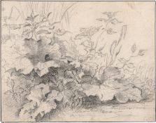 Berchem, Nicolaes - zugeschrieben: Terrainstudie mit großen Blattpflanzen