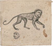 Nordeuropäisch: wohl 16. Jh. Studienblatt mit Meerkatze
