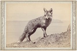 Anschütz, Ottomar: Animal studies