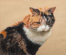 20th Century School - Portrait of a tortoiseshell cat - Gouache and pastel - 29 x 35cm - 47 x 53.