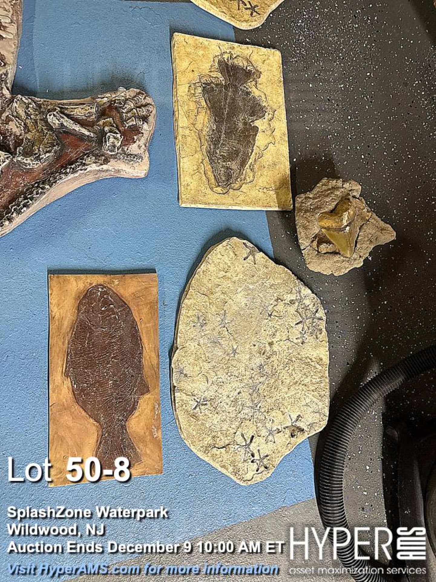 "Dino-Dig" dinosaur bone excavation attraction - Image 8 of 16