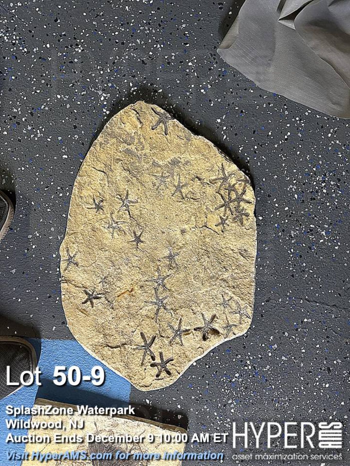 "Dino-Dig" dinosaur bone excavation attraction - Image 9 of 16