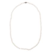 A single strand pearl necklace