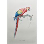 Late 19th/early 20th century school Etching and aquatint 'Ava Aracanga' study of a macaw perched